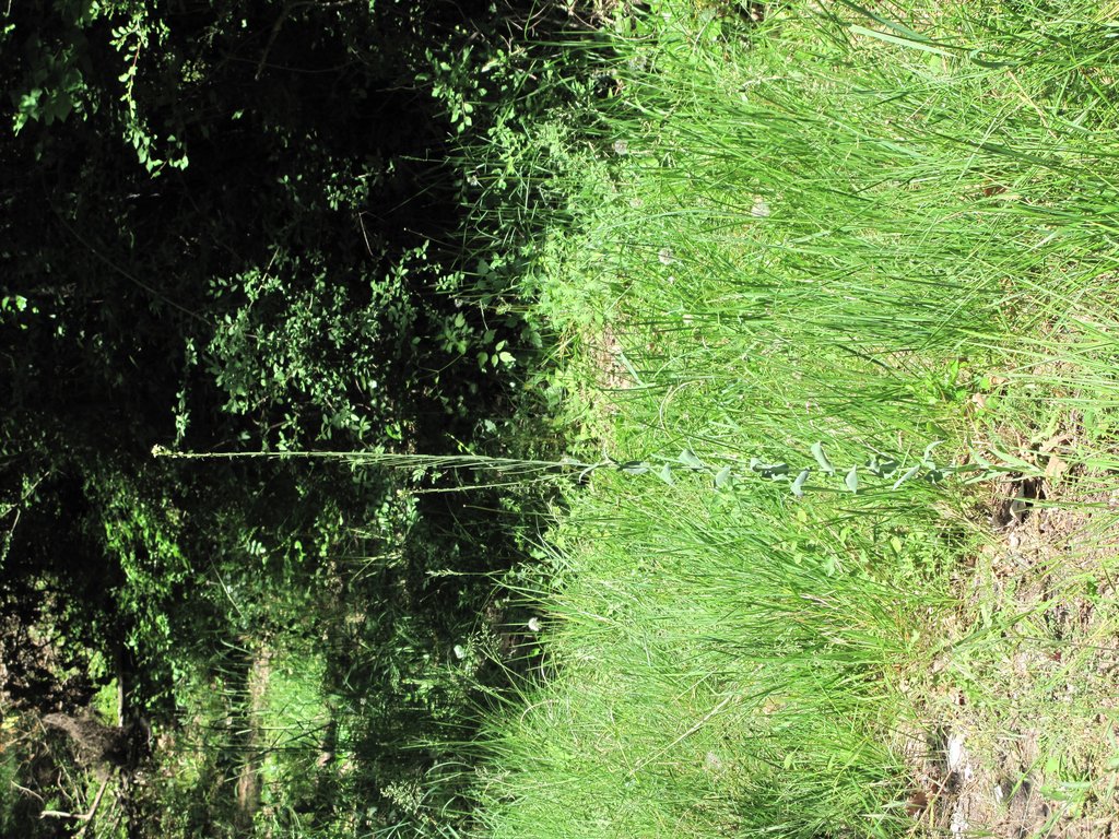 Arabis glabra